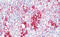 Interleukin 37 antibody, MBS248972, MyBioSource, Immunohistochemistry frozen image 