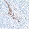 V-Set Immunoregulatory Receptor antibody, NBP2-76406, Novus Biologicals, Immunohistochemistry frozen image 