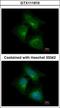 CDK5 Regulatory Subunit Associated Protein 1 antibody, GTX111910, GeneTex, Immunocytochemistry image 