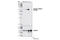 CTD Small Phosphatase Like 2 antibody, 5294S, Cell Signaling Technology, Western Blot image 