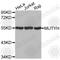 MutY DNA Glycosylase antibody, A2265, ABclonal Technology, Western Blot image 
