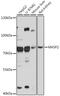 Mannan Binding Lectin Serine Peptidase 2 antibody, 16-385, ProSci, Western Blot image 