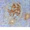 Chicken IgY antibody, MCA5681, Bio-Rad (formerly AbD Serotec) , Immunohistochemistry frozen image 