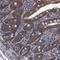 Transmembrane Channel Like 3 antibody, NBP1-86240, Novus Biologicals, Immunohistochemistry frozen image 