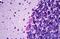 Cdc42 Guanine Nucleotide Exchange Factor 9 antibody, MBS243291, MyBioSource, Immunohistochemistry paraffin image 