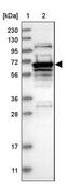 RIO Kinase 3 antibody, PA5-55005, Invitrogen Antibodies, Western Blot image 