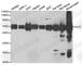 PBC antibody, A6288, ABclonal Technology, Western Blot image 