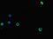 Adenosine A2a Receptor antibody, LS-C677077, Lifespan Biosciences, Immunofluorescence image 