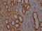 MYB Binding Protein 1a antibody, CSB-RA978157A0HU, Cusabio, Immunohistochemistry frozen image 