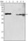 Glutamic-Oxaloacetic Transaminase 2 antibody, abx010852, Abbexa, Western Blot image 