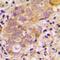 Transforming Growth Factor Beta 3 antibody, orb214663, Biorbyt, Immunohistochemistry paraffin image 