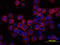 Interleukin 6 Signal Transducer antibody, MAB4681, R&D Systems, Immunofluorescence image 