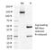 Podoplanin antibody, 33-758, ProSci, Immunofluorescence image 