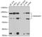 Ran GTPase Activating Protein 1 antibody, GTX65813, GeneTex, Western Blot image 