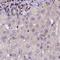 Sp4 Transcription Factor antibody, HPA040395, Atlas Antibodies, Immunohistochemistry frozen image 