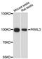 Piwi Like RNA-Mediated Gene Silencing 3 antibody, A13203, ABclonal Technology, Western Blot image 