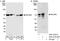 REST corepressor 3 antibody, A301-273A, Bethyl Labs, Immunoprecipitation image 