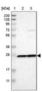 Proteasome Subunit Beta 4 antibody, PA5-52328, Invitrogen Antibodies, Western Blot image 