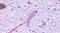 MAS Related GPR Family Member F antibody, PA5-33948, Invitrogen Antibodies, Immunohistochemistry frozen image 