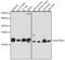 NADH:Ubiquinone Oxidoreductase Subunit B11 antibody, 16-138, ProSci, Western Blot image 