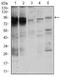 Signal Transducer And Activator Of Transcription 5A antibody, NBP2-37441, Novus Biologicals, Western Blot image 