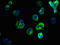 Solute Carrier Family 35 Member F6 antibody, LS-C378638, Lifespan Biosciences, Immunofluorescence image 