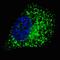 GABA Type A Receptor-Associated Protein antibody, LS-C166311, Lifespan Biosciences, Immunofluorescence image 