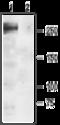 Sodium channel protein type 1 subunit alpha antibody, GTX54841, GeneTex, Western Blot image 