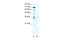 LIM Homeobox 3 antibody, 27-597, ProSci, Western Blot image 