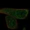 EF-Hand Calcium Binding Domain 13 antibody, HPA023249, Atlas Antibodies, Immunocytochemistry image 