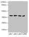 Aldo-Keto Reductase Family 1 Member C2 antibody, orb242598, Biorbyt, Western Blot image 