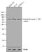 Nuclear Receptor Subfamily 2 Group C Member 1 antibody, P21959, Invitrogen Antibodies, Western Blot image 