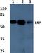 Alkaline Phosphatase, Intestinal antibody, PA5-75668, Invitrogen Antibodies, Western Blot image 