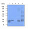 Syn antibody, AM09033PU-N, Origene, Western Blot image 