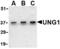 Uracil DNA Glycosylase antibody, AHP1201, Bio-Rad (formerly AbD Serotec) , Western Blot image 