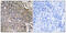 SH2 Domain Containing 1B antibody, abx014879, Abbexa, Immunohistochemistry frozen image 