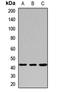 Protein Arginine Methyltransferase 6 antibody, orb412659, Biorbyt, Western Blot image 