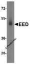 Embryonic Ectoderm Development antibody, 7009, ProSci, Western Blot image 