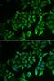 DEAD-Box Helicase 41 antibody, orb247504, Biorbyt, Immunofluorescence image 