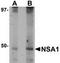 WD Repeat Domain 74 antibody, TA306952, Origene, Western Blot image 