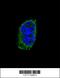 Thyroid Stimulating Hormone Subunit Beta antibody, 63-549, ProSci, Immunofluorescence image 