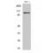 Glutamate Ionotropic Receptor AMPA Type Subunit 2 antibody, LS-C383711, Lifespan Biosciences, Western Blot image 