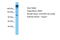 WD Repeat Domain 7 antibody, ARP41303_P050, Aviva Systems Biology, Western Blot image 