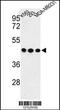 Glycoprotein A33 antibody, 63-689, ProSci, Western Blot image 