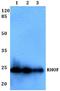 Ras Homolog Family Member F, Filopodia Associated antibody, A08913, Boster Biological Technology, Western Blot image 