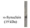 Synuclein Alpha antibody, MBS395263, MyBioSource, Western Blot image 