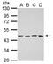 Thymic stromal cotransporter protein antibody, PA5-31389, Invitrogen Antibodies, Western Blot image 