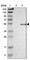 Oligodendrocyte Myelin Glycoprotein antibody, HPA012693, Atlas Antibodies, Western Blot image 