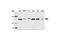 Protein Kinase N2 antibody, 2612S, Cell Signaling Technology, Western Blot image 
