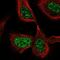 Cell Division Cycle 25C antibody, NBP2-57705, Novus Biologicals, Immunofluorescence image 